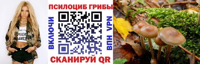 Купить закладки  Заинск  Галлюциногенные грибы Psilocybine cubensis 